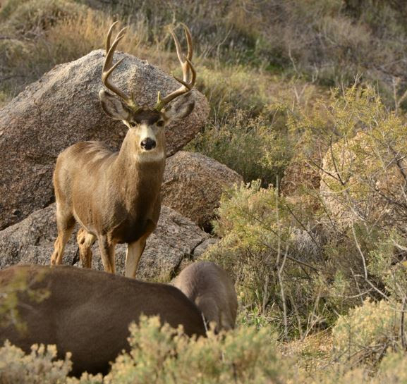 Arizona 2023 fall hunt draw results available Guns and Outdoor News
