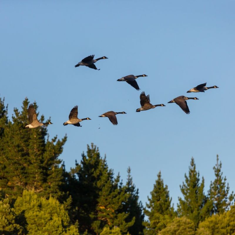 Maryland Migratory Game Bird Hunting Seasons for 20232024 Guns and