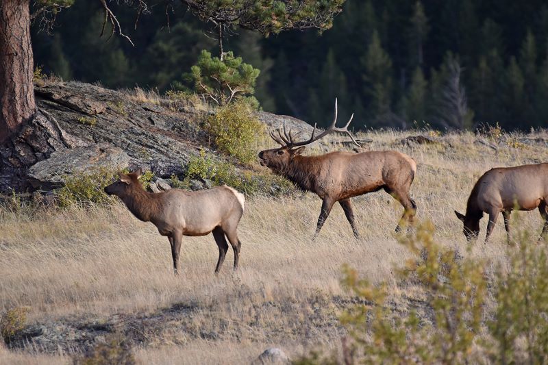 Colorado Parks and Wildlife Announces Changes to Big Game Hunting