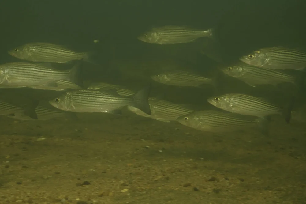 Maryland Enacts Striped Bass Emergency Regulations To Increase