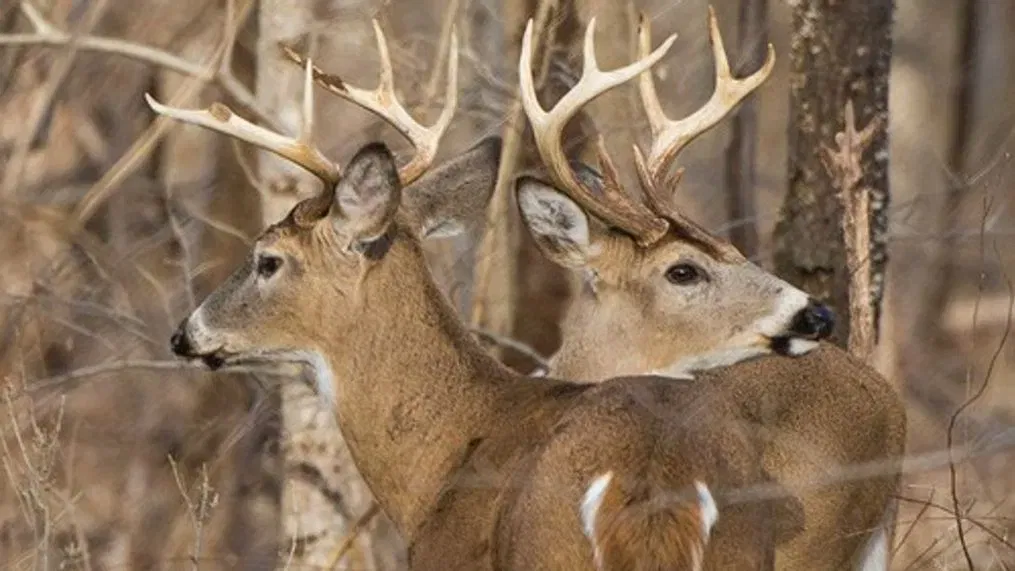 Maryland Hunters Harvest 72,642 Deer for 20232024 Season Guns and