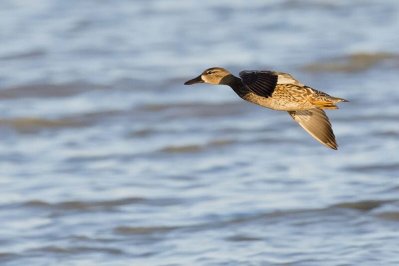 Nebraska Commissioners Approve 20242025 Waterfowl